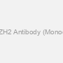 Anti-EZH2 Antibody (Monoclonal)